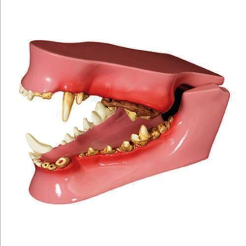 Canine jaw model