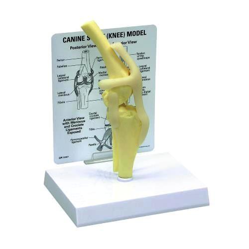 Canine knee model