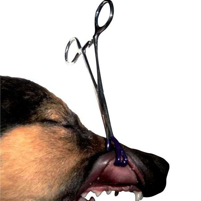 Canine Lip Retractor