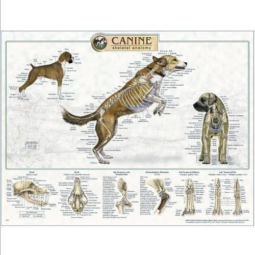 Canine Skeletal Anatomy