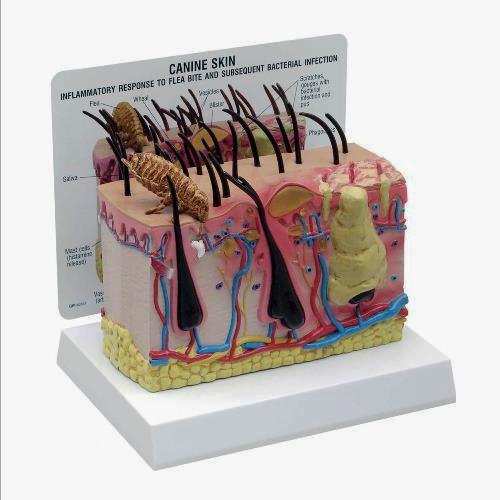 Canine skin with flea model