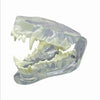 Canine clear jaw model  