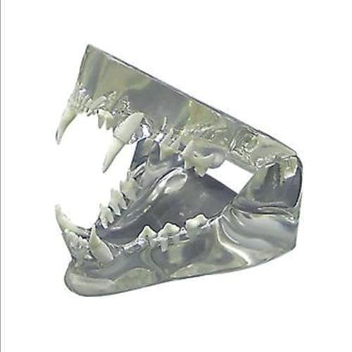 Feline jaw model - clear