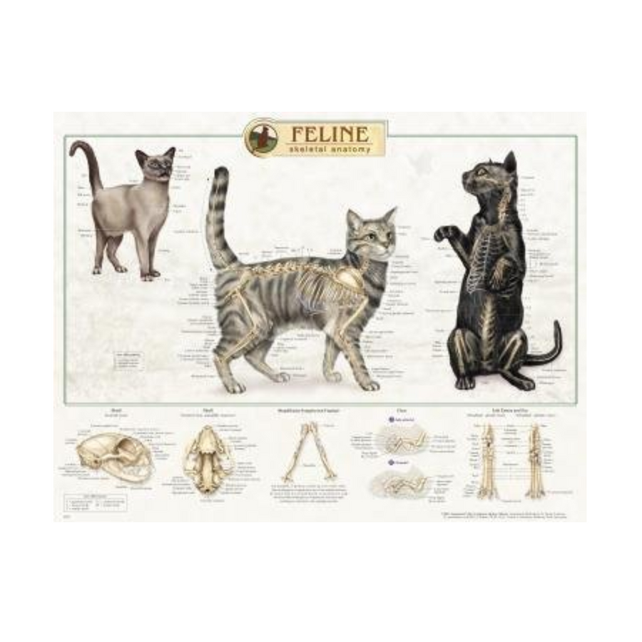 Feline Skeletal Anatomy Wall Chart