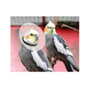 Saf-T-Shield Lightweight  Collars - Birds