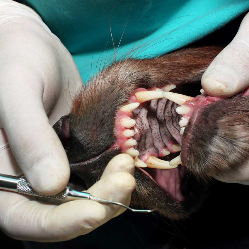 DENTAL<br> INSTRUMENTS