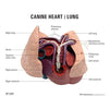 Canine Heart & Lung Model