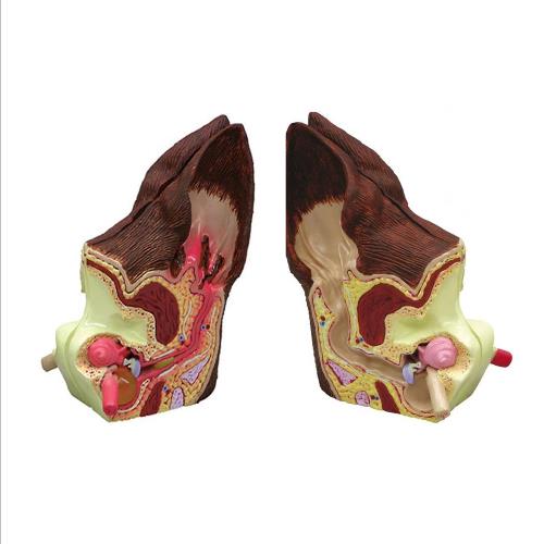 Canine ear model,  normal and infected  