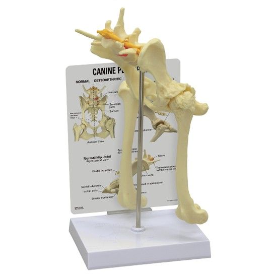 Canine hip & pelvis model