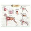Canine Internal Anatomy