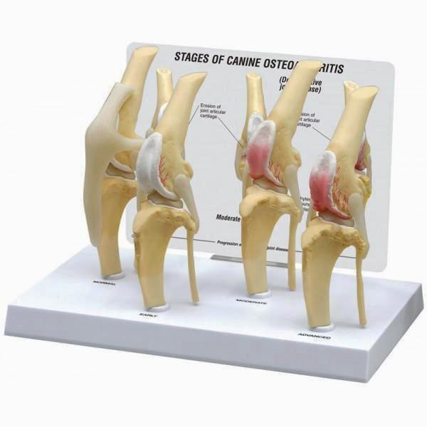 Canine knee - Set of 4 