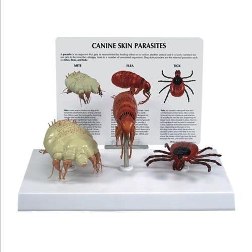 Canine skin parasites model 