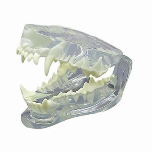 Canine clear jaw model  