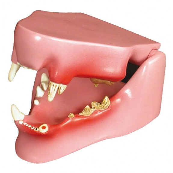 Feline Jaw Model