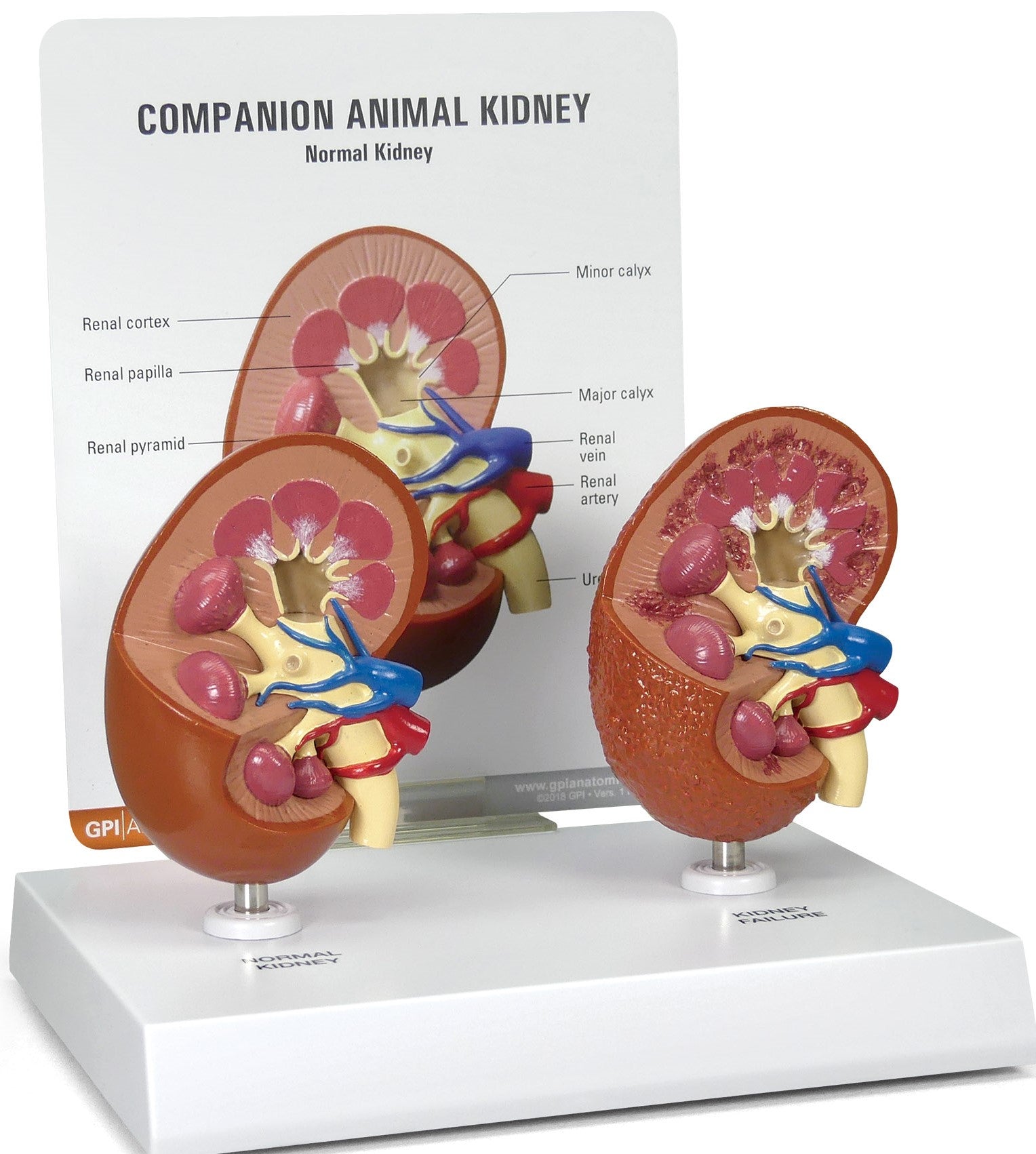 Canine & Feline Kidney Set