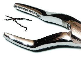 Wolf Tooth Incisor Forceps